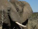 Tag 12, Wilde Tiere im Etosha Nationalpark