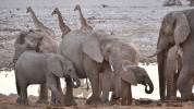 Tag 15, Wilde Tiere im Etosha Nationalpark