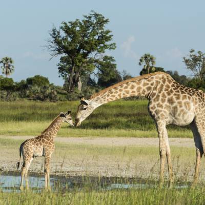 5 Tage Victoria Fälle & Okavango Delta - Luxus Flugsafaris