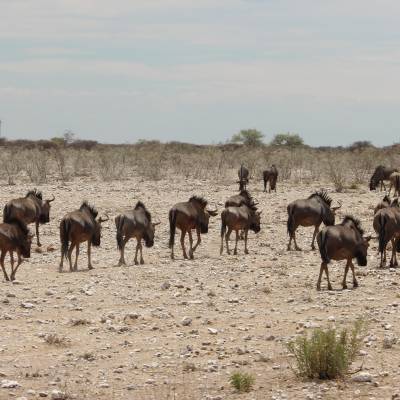10 Tage Nord Namibia, Etosha & Tiere